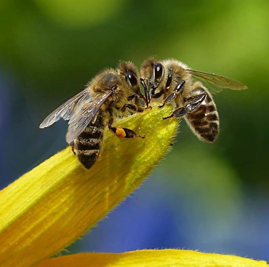 Let's Bee Together